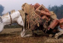 The Lady with a Golden Heart who Saved a Donkey’s Life